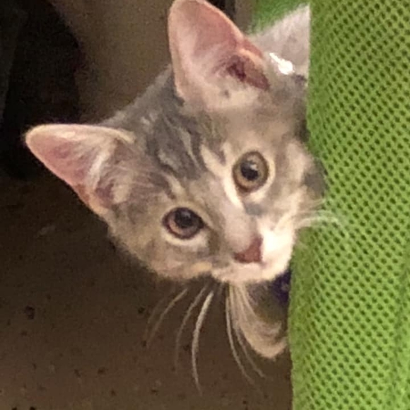 Meet your Posher, August - Picture 1 of 1